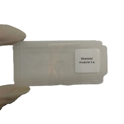 Microscope Slide - Skeletal muscle t.s. Individually packed in PP slide mailer