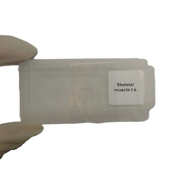 Microscope Slide - Skeletal muscle t.s. Individually packed in PP slide mailer