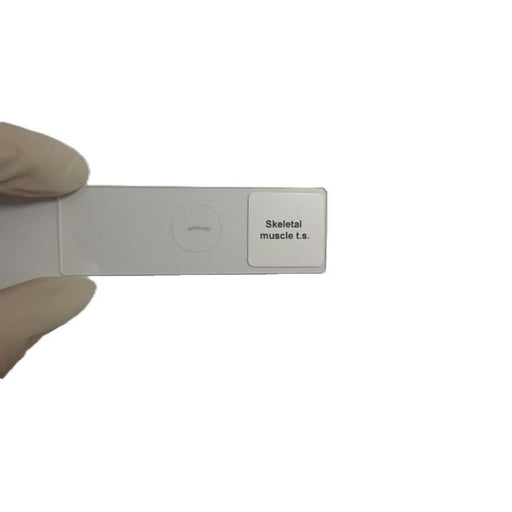 Microscope Slide - Skeletal muscle t.s. Individually packed in PP slide mailer