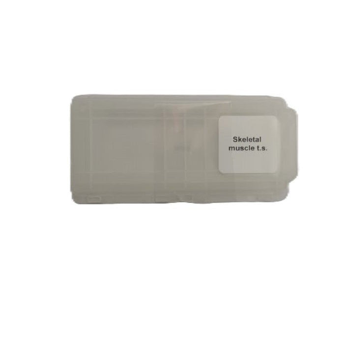 Microscope Slide - Skeletal muscle t.s. Individually packed in PP slide mailer