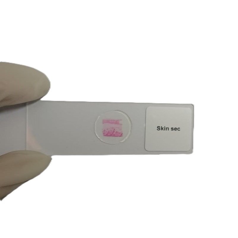Microscope Slide - Skin sec Individually packed in PP slide mailer