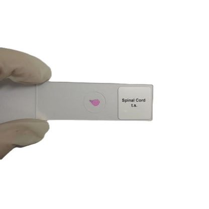 Microscope Slide - Spinal Cord t.s. Individually packed in PP slide mailer