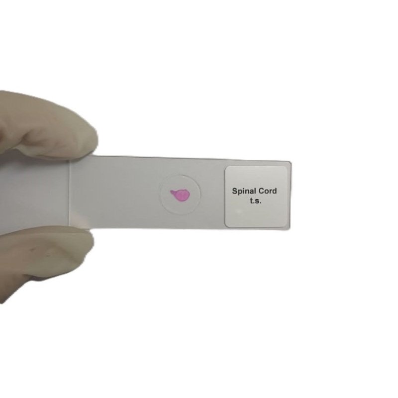 Microscope Slide - Spinal Cord t.s. Individually packed in PP slide mailer