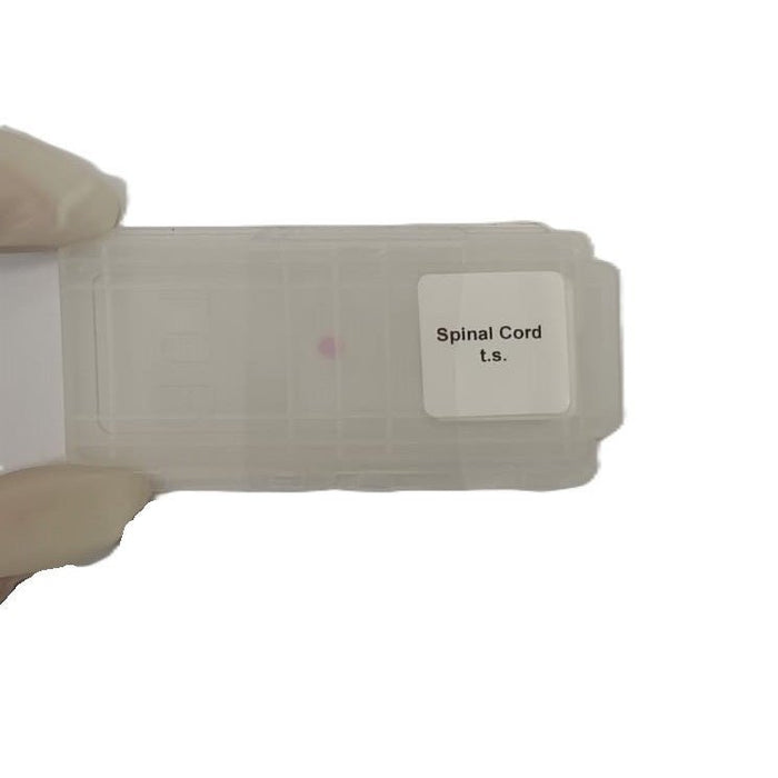 Microscope Slide - Spinal Cord t.s. Individually packed in PP slide mailer