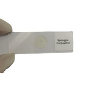 Microscope Slide - Spirogyra Conjugation Individually packed in PP slide mailer