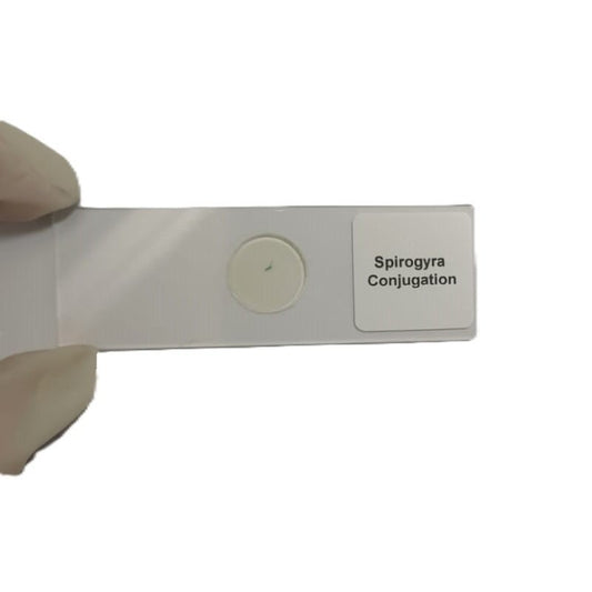 Microscope Slide - Spirogyra Conjugation Individually packed in PP slide mailer