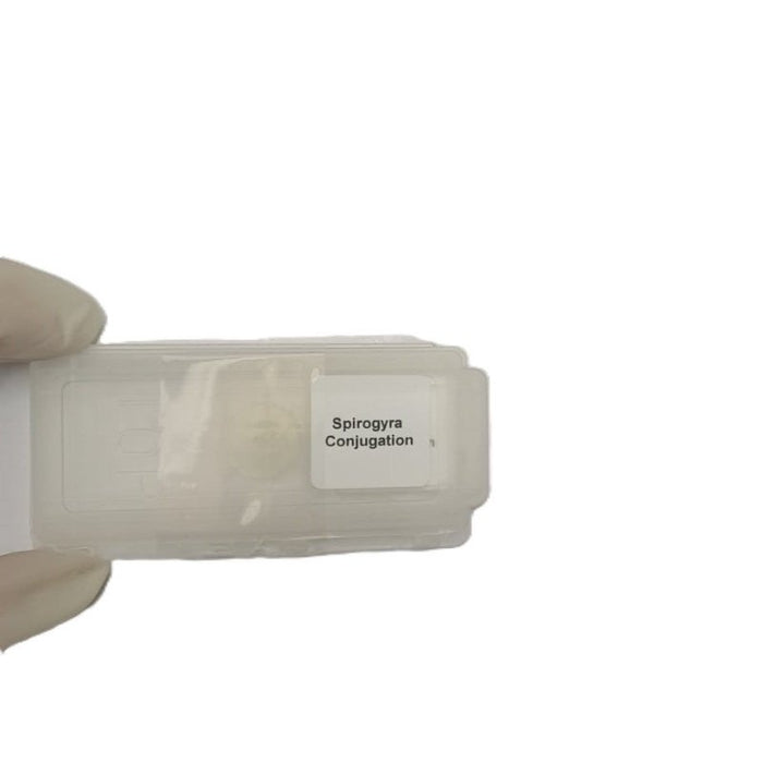 Microscope Slide - Spirogyra Conjugation Individually packed in PP slide mailer