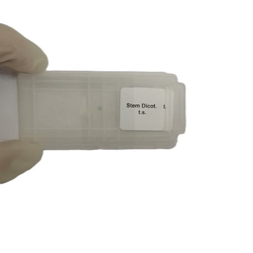 Microscope Slide - Stem Dicot. t.s. Individually packed in PP slide mailer