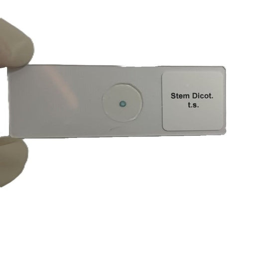 Microscope Slide - Stem Dicot. t.s. Individually packed in PP slide mailer