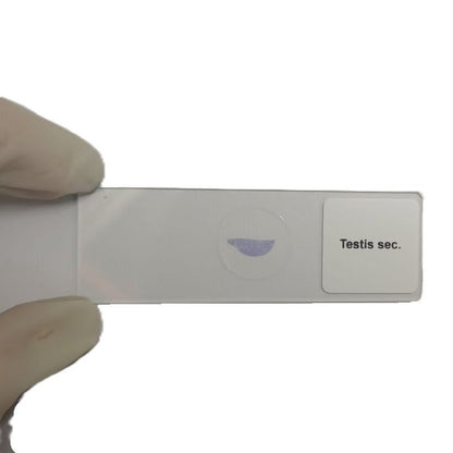 Microscope Slide - Testis sec. Individually packed in PP slide mailer