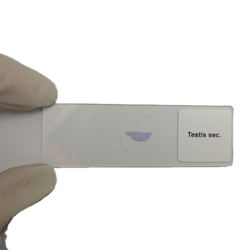 Microscope Slide - Testis sec. Individually packed in PP slide mailer