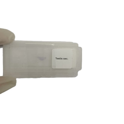 Microscope Slide - Testis sec. Individually packed in PP slide mailer
