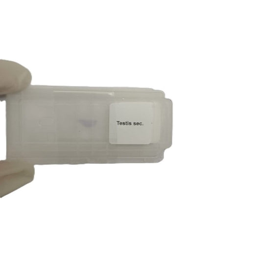 Microscope Slide - Testis sec. Individually packed in PP slide mailer
