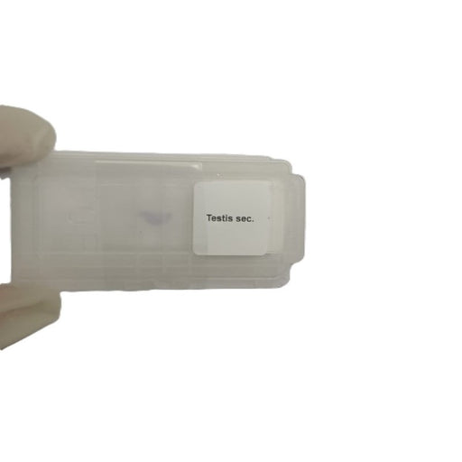 Microscope Slide - Testis sec. Individually packed in PP slide mailer