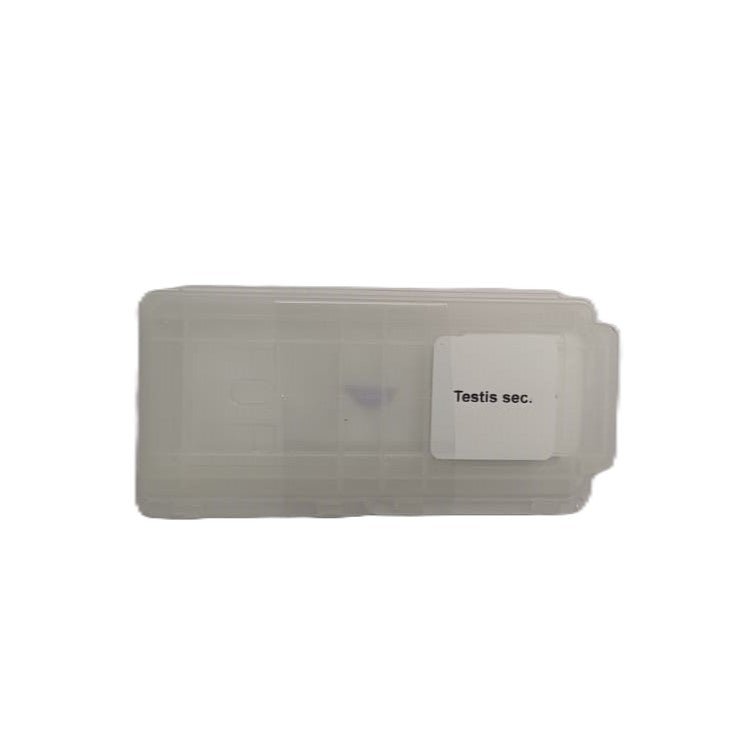 Microscope Slide - Testis sec. Individually packed in PP slide mailer