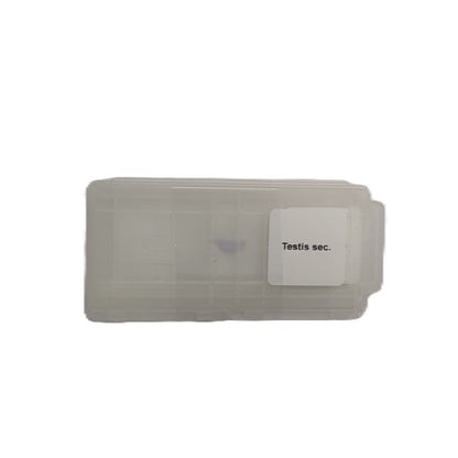 Microscope Slide - Testis sec. Individually packed in PP slide mailer