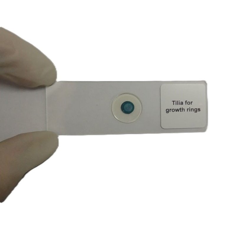 Microscope Slide - Tilia for growth rings Individually packed in PP sl ...