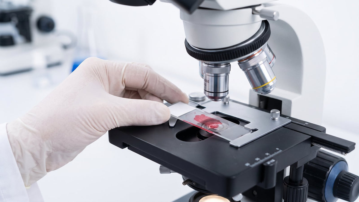 Placing a prepared microscope slide onto a compound microscope stage