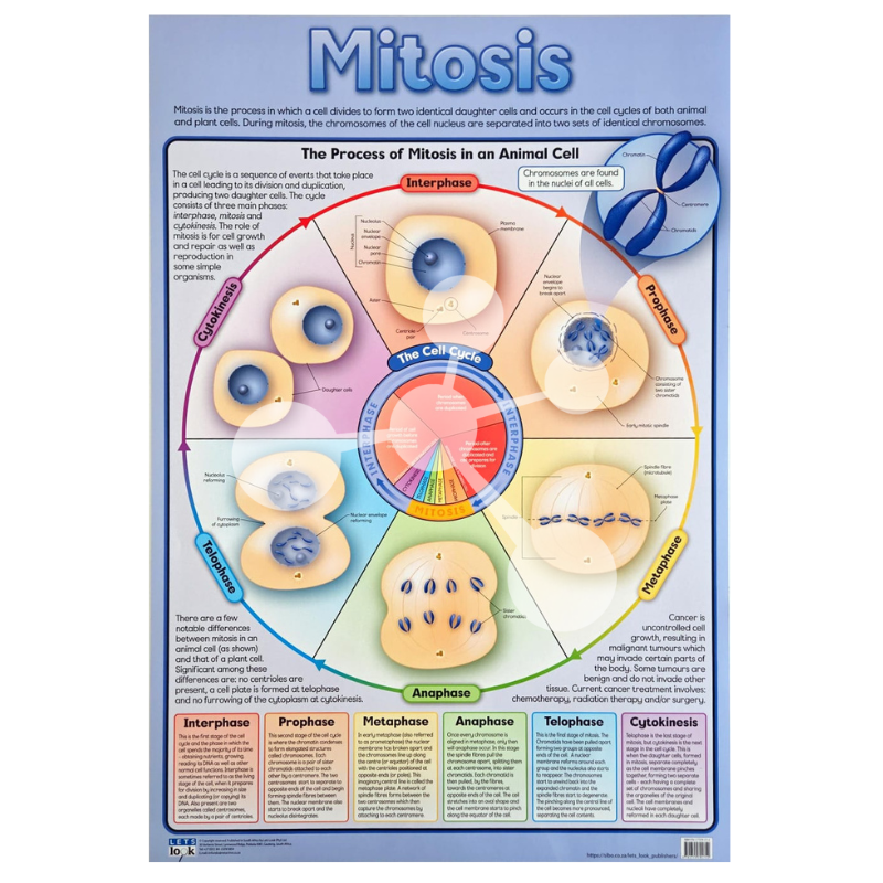 Mitosis Wall Chart