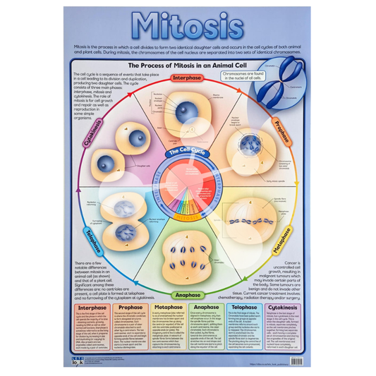 Mitosis Wall Chart