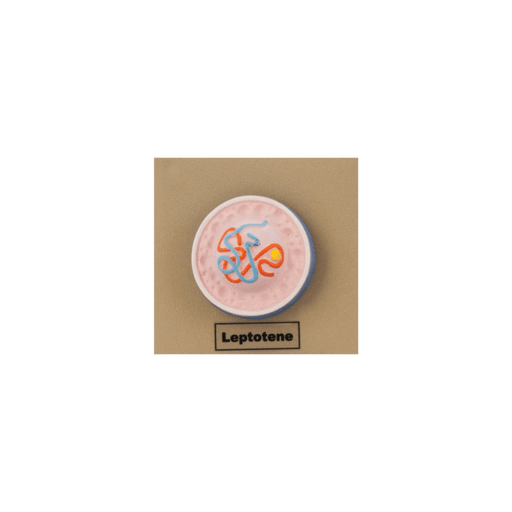 Model Animal Cell Division Meiosis - Mini