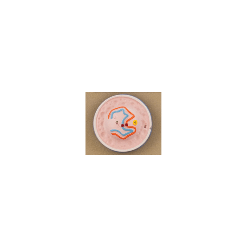 Model Animal Cell Division Meiosis - Mini