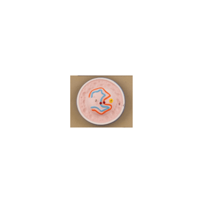Model Animal Cell Division Meiosis - Mini