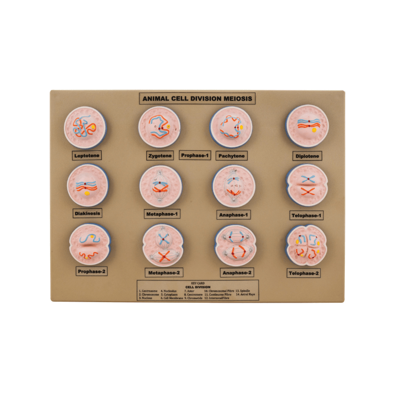 Model Animal Cell Division Meiosis - Mini