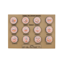 Model Animal Cell Division Meiosis - Mini