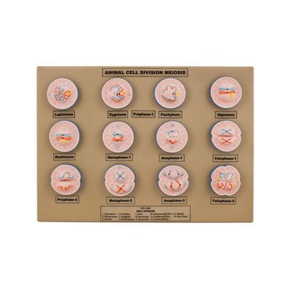 Model Animal Cell Division Meiosis - Mini