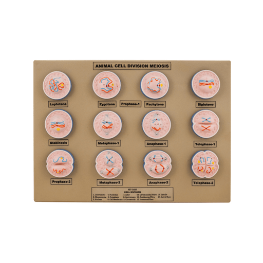 Model Animal Cell Division Meiosis - Mini