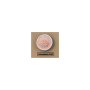 Model Animal Cell Division Mitosis - Mini
