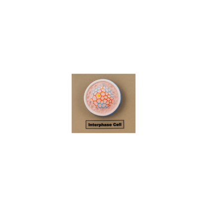 Model Animal Cell Division Mitosis - Mini