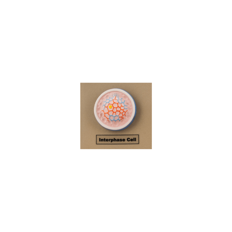 Model Animal Cell Division Mitosis - Mini