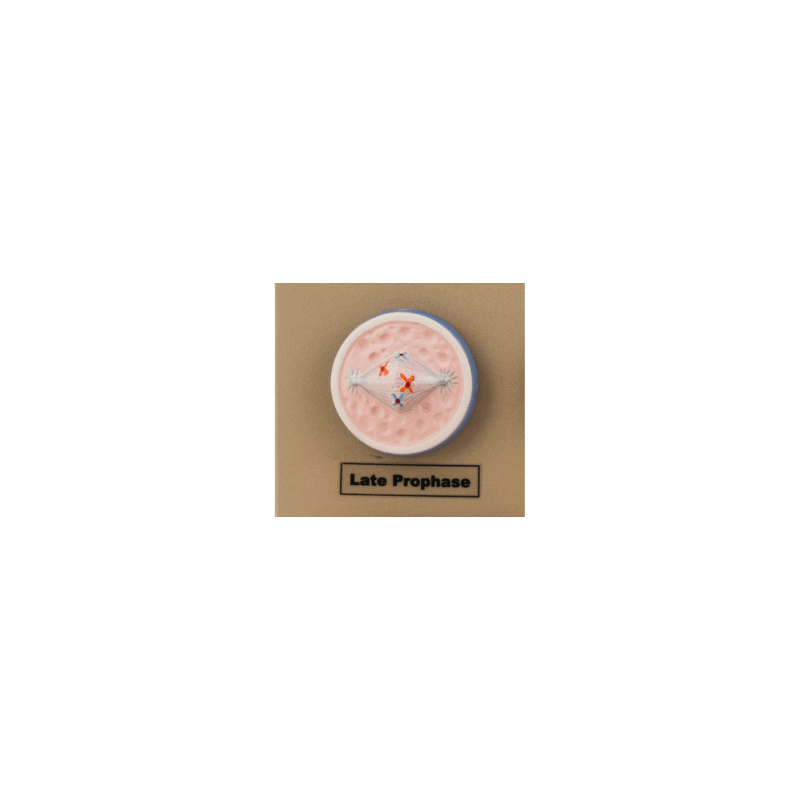 Model Animal Cell Division Mitosis - Mini