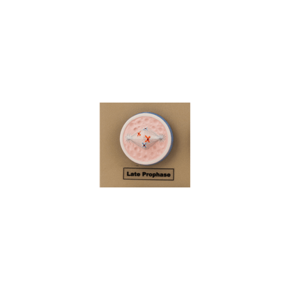 Model Animal Cell Division Mitosis - Mini