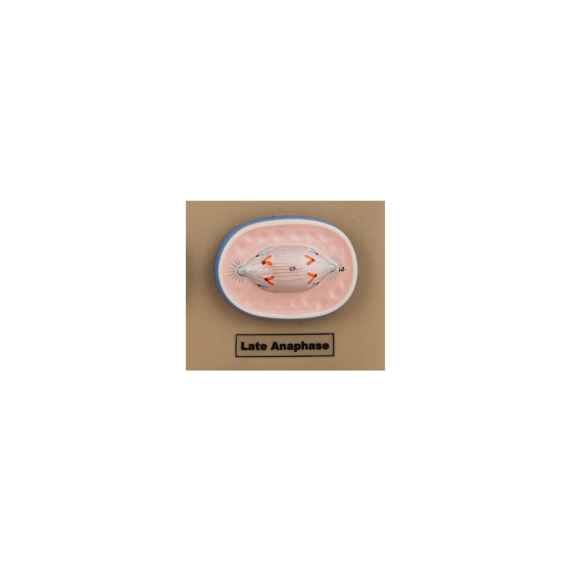 Model Animal Cell Division Mitosis - Mini