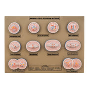 Model Animal Cell Division Mitosis - Mini