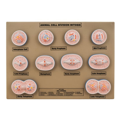 Model Animal Cell Division Mitosis - Mini