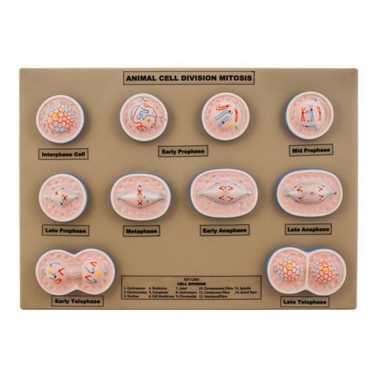 Model Animal Cell Division Mitosis - Mini