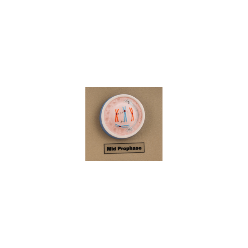 Model Animal Cell Division Mitosis - Mini