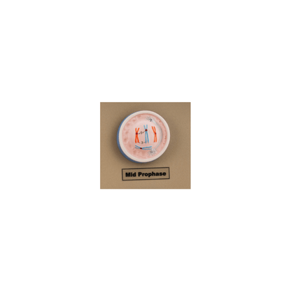 Model Animal Cell Division Mitosis - Mini