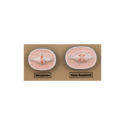 Model Animal Cell Division Mitosis - Mini