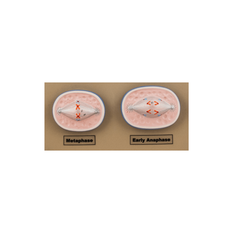 Model Animal Cell Division Mitosis - Mini