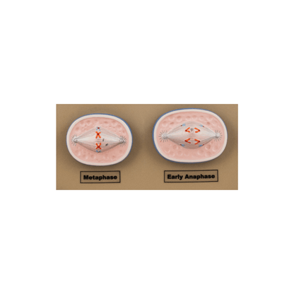 Model Animal Cell Division Mitosis - Mini