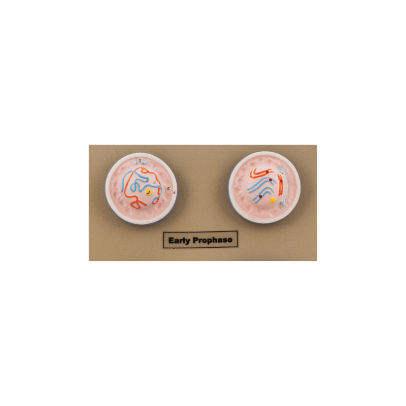 Model Animal Cell Division Mitosis - Mini