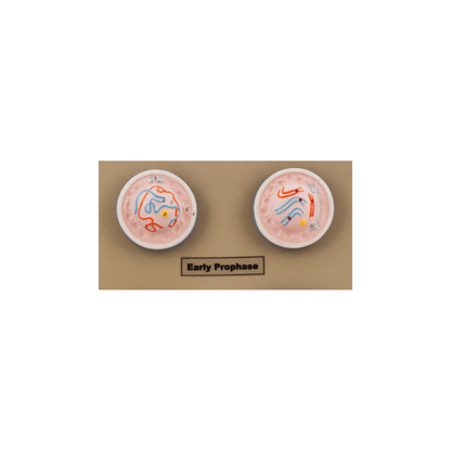 Model Animal Cell Division Mitosis - Mini