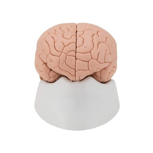 Model, Brain, 2 part Life size on base