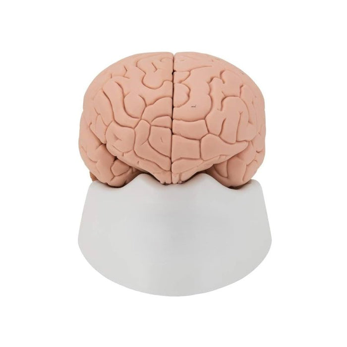 Model, Brain, 2 part Life size on base