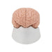 Model, Brain, 2 part Life size on base